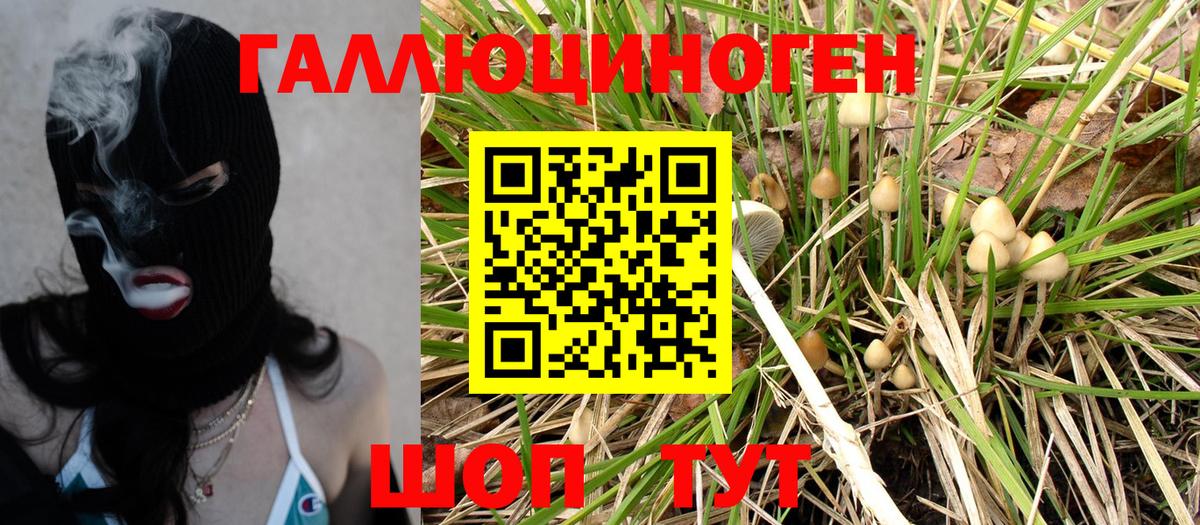 Галлюциногенные грибы Psilocybe Ростов-на-Дону
